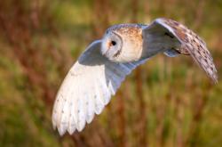 开云官方app入口-阿劳霍统治攻防两端，马里爆冷斩落安哥拉背后的战术密码