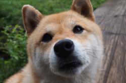 开云体育app-当神话照进现实，萨拉赫的德甲神谕与希腊的淘汰赛密码