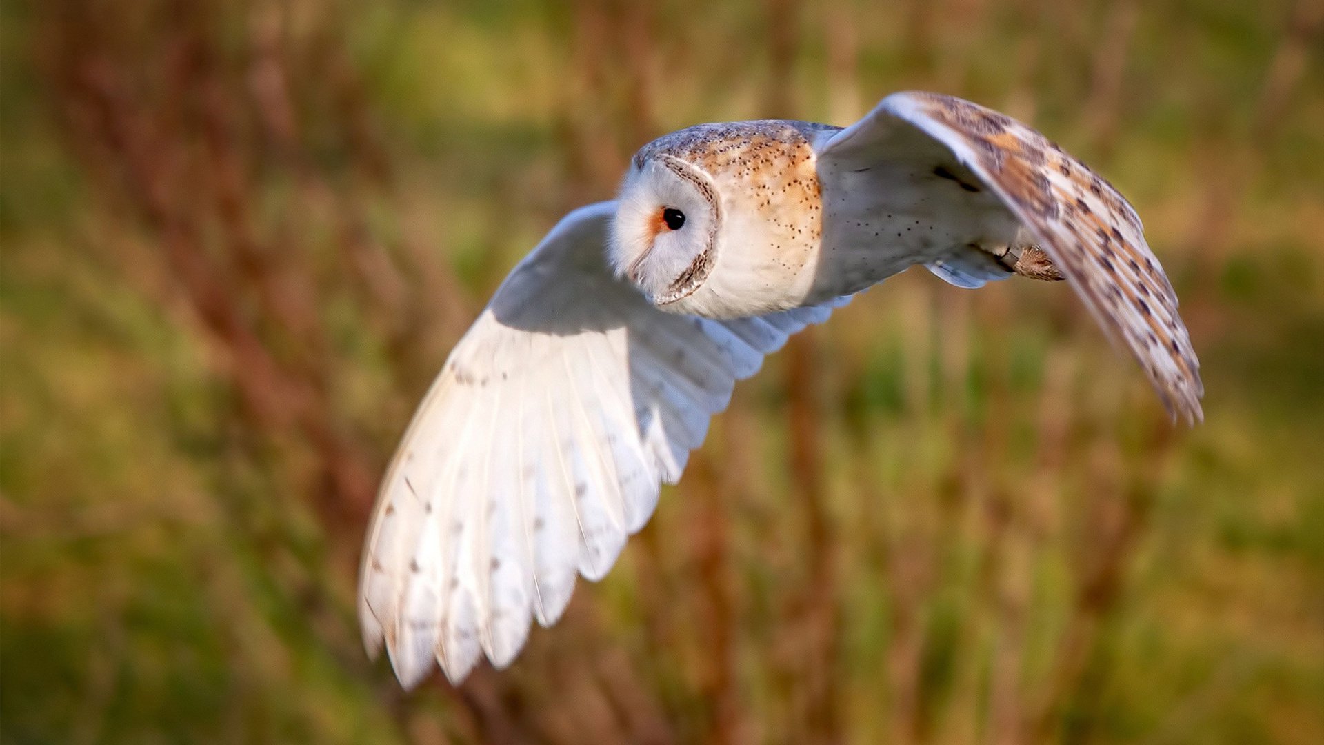阿劳霍统治攻防两端,马里爆冷斩落安哥拉背后的战术密码