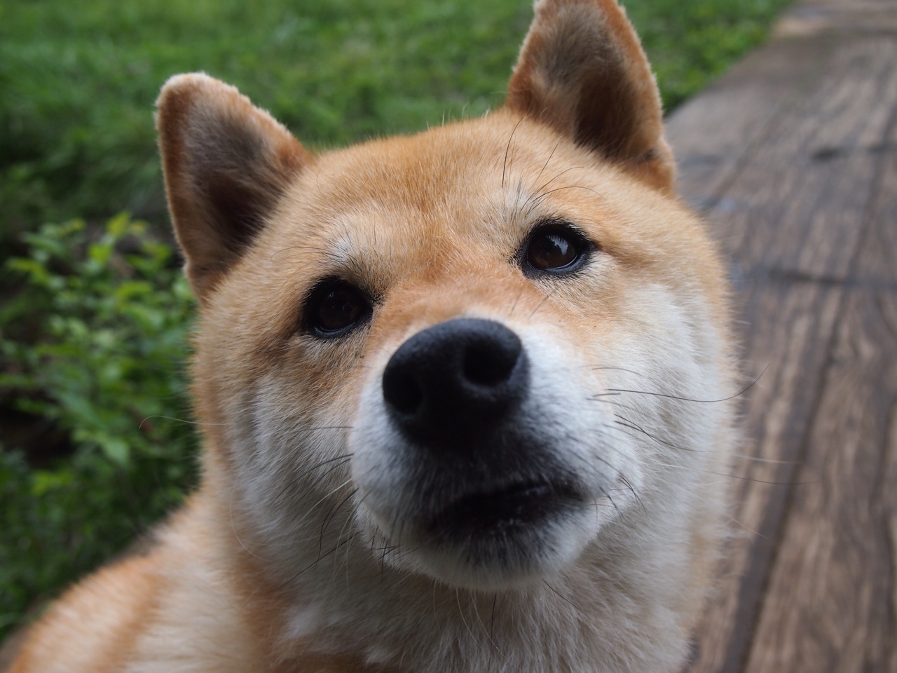 当神话照进现实，萨拉赫的德甲神谕与希腊的淘汰赛密码